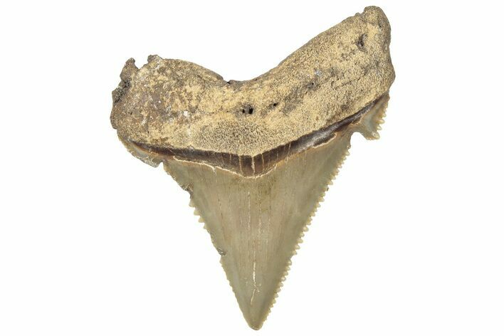 Serrated Angustidens Tooth - Megalodon Ancestor #308039